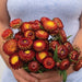 Vibrant red-orange strawflower bouquet with bright yellow centers, held by hands. Perfect Helichrysum garden flowers.