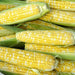 Pile of fresh bi-color sweet corn on the cob, yellow and white kernels, green husks visible.