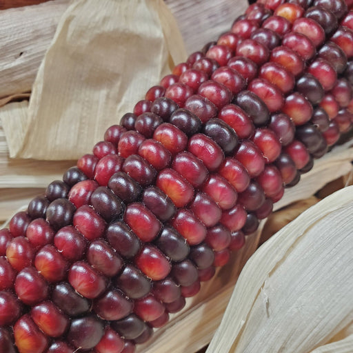 Vibrant red and purple Indian corn with dried husks. Autumn harvest, fall decor, Thanksgiving centerpiece.