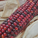 Vibrant red and purple Indian corn with dried husks. Autumn harvest, fall decor, Thanksgiving centerpiece.
