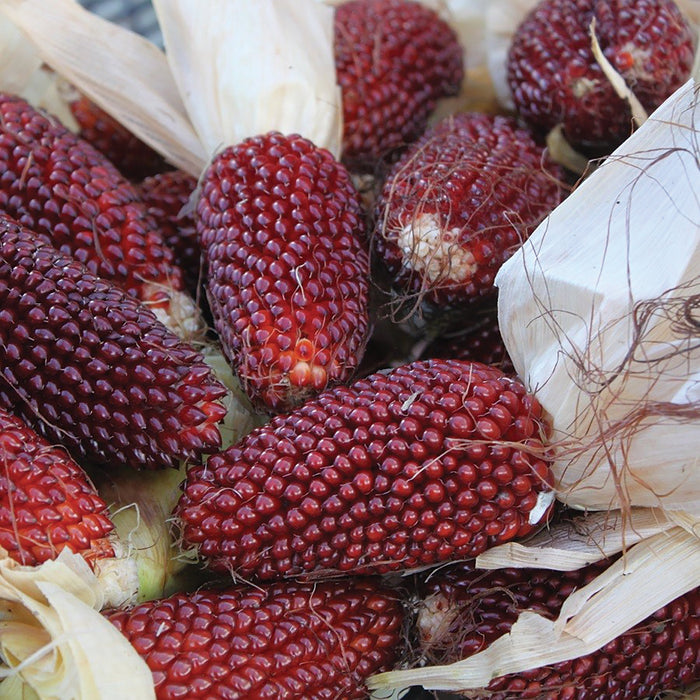 Vibrant red ornamental corn cobs with dried husks and silks. Perfect for fall harvest and decor.
