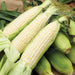 Fresh white sweet corn cobs with green husks and silk on burlap.