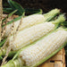 Freshly harvested white sweet corn on the cob with green husks and silk.