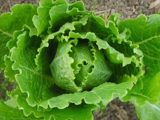 Vibrant green romaine lettuce head with crisp, wavy leaves, growing in a garden. Fresh organic produce.