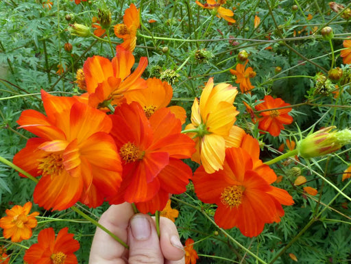 Hand holding vibrant orange and yellow Cosmos flowers with green garden foliage. Summer blooms.