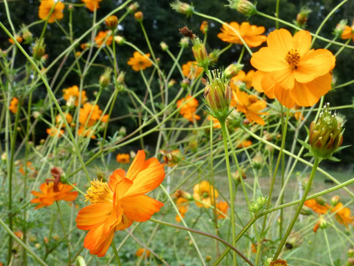Bright orange sulfur cosmos flowers blooming amongst green stems and closed buds in a vibrant garden.