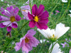 Assorted cosmos flowers: magenta, bicolored purple-white, lavender, and white blooms with yellow centers in a garden.
