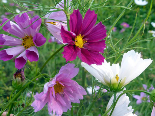 Assorted cosmos flowers: magenta, bicolored purple-white, lavender, and white blooms with yellow centers in a garden.