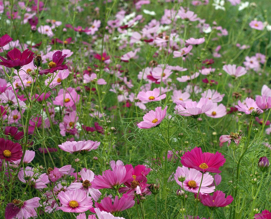 Vibrant field of blooming pink, magenta, and white cosmos flowers with feathery green foliage.