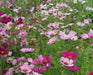 Vibrant field of blooming pink, magenta, and white cosmos flowers with feathery green foliage.