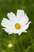 Vibrant white cosmos flower with a bright yellow center, blooming in a lush green garden.