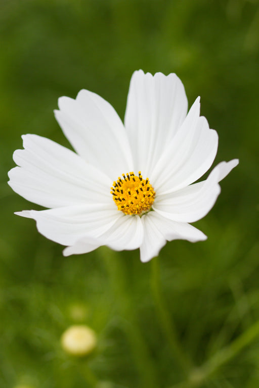 Vibrant white cosmos flower with a bright yellow center, blooming in a lush green garden.
