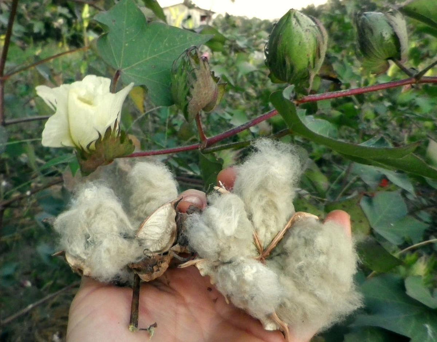 Hand holding fluffy raw cotton bolls. Cotton plant features a white flower and green bolls in a field.