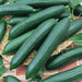 Fresh dark green cucumbers, healthy garden produce, piled on a woven basket and patterned cloth.