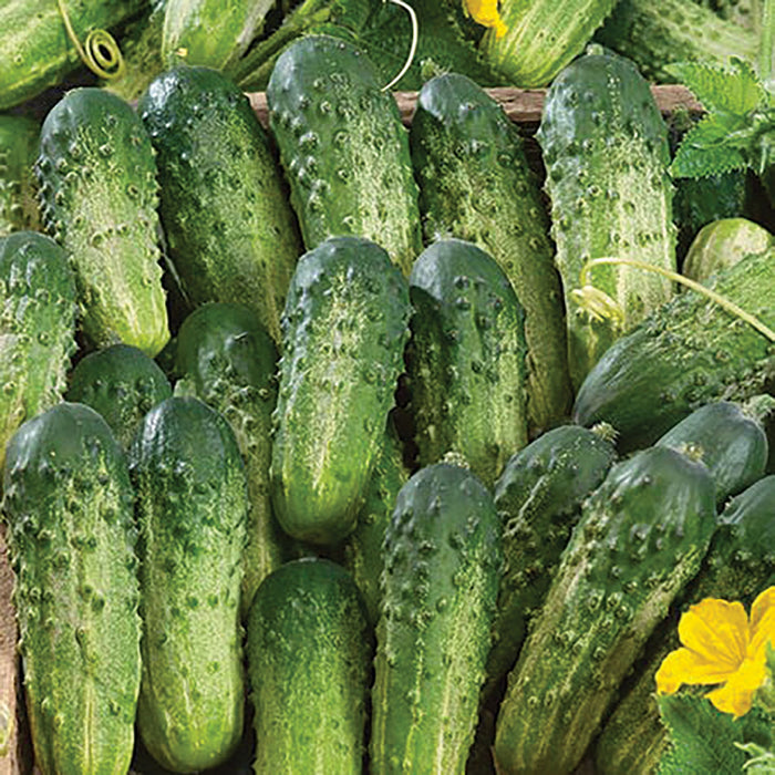 Freshly harvested bumpy green pickling cucumbers, yellow flowers, and vibrant green leaves.