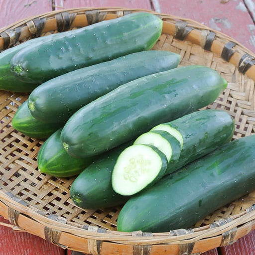 Fresh dark green cucumbers, some sliced, in a rustic woven basket. Healthy garden vegetables.