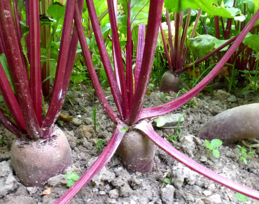 Beetroot plants growing in a garden bed, showing purple stems, green leaves, and exposed beet roots in soil.