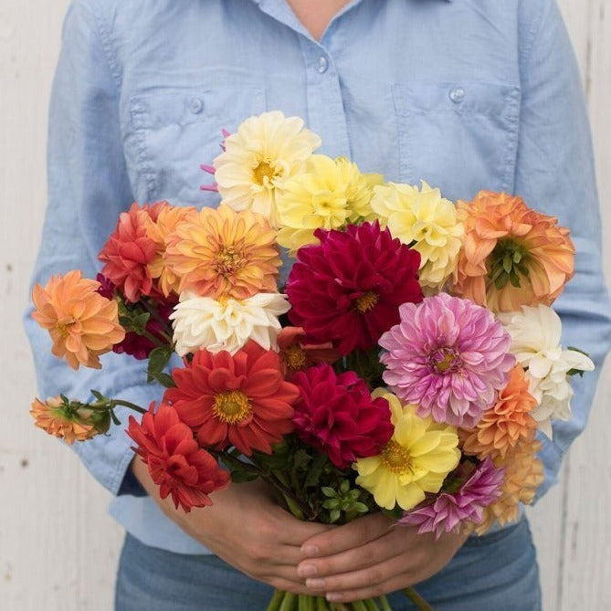Hands holding a vibrant dahlia bouquet with red, orange, yellow, pink, white, and burgundy blooms.