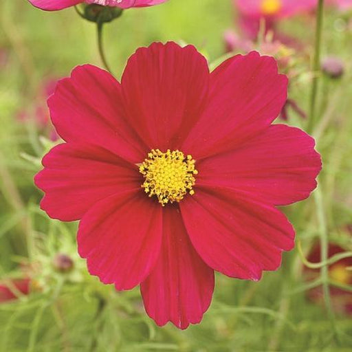 Vibrant red cosmos flower with bright yellow center, blooming in a garden.