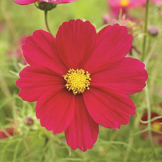Vibrant red cosmos flower with bright yellow center, blooming in a garden.