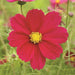 Vibrant red cosmos flower with bright yellow center, blooming in a garden.