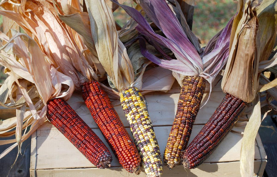 Five colorful ears of flint corn with husks on a wooden crate. Perfect for fall harvest decor.