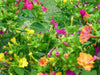 Bright pink, yellow, and orange Four O'Clock (Mirabilis jalapa) flowers blooming in a garden.