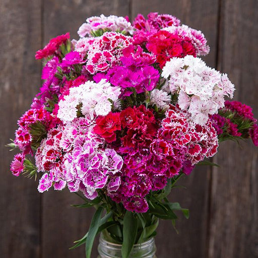 Vibrant dianthus bouquet with pink, red, white, and fuchsia variegated flowers. Sweet William garden blooms.