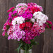 Vibrant dianthus bouquet with pink, red, white, and fuchsia variegated flowers. Sweet William garden blooms.