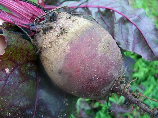 Freshly harvested purple beet with soil, vibrant green and red leaves. Organic root vegetable from garden.