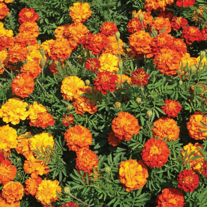 Dense bed of bright orange, yellow, and red marigolds blooming with green leaves.