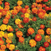 Dense bed of bright orange, yellow, and red marigolds blooming with green leaves.