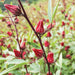 Roselle hibiscus plant with vibrant red calyces in a lush garden.