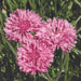 Three vibrant pink cornflowers blooming among green foliage.
