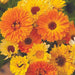 Vibrant orange and yellow calendula flowers, also known as marigolds, blooming in a sunny garden.