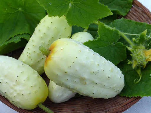 Freshly harvested pale white cucumbers with black prickles and yellow tips, in a basket with green leaves and a flower.
