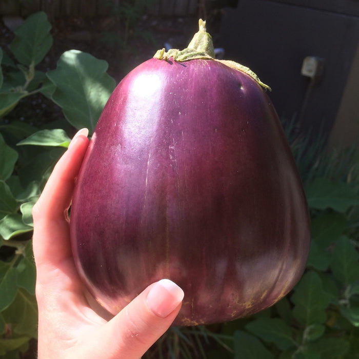 Hand holding a large, glossy purple eggplant. Freshly harvested organic vegetable from a home garden.