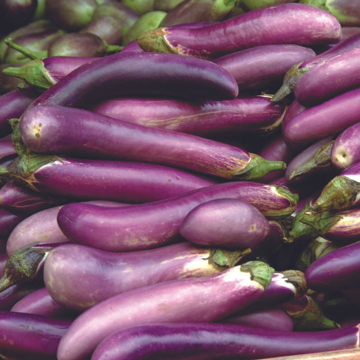 Fresh purple Asian eggplants piled high, vibrant market produce for healthy cooking and recipes.