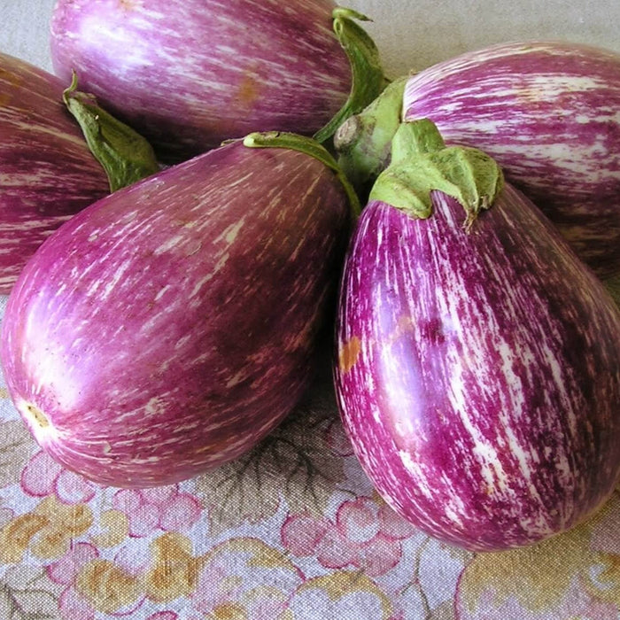 Purple and white striped graffiti eggplants, fresh produce with green stems.