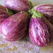 Purple and white striped graffiti eggplants, fresh produce with green stems.