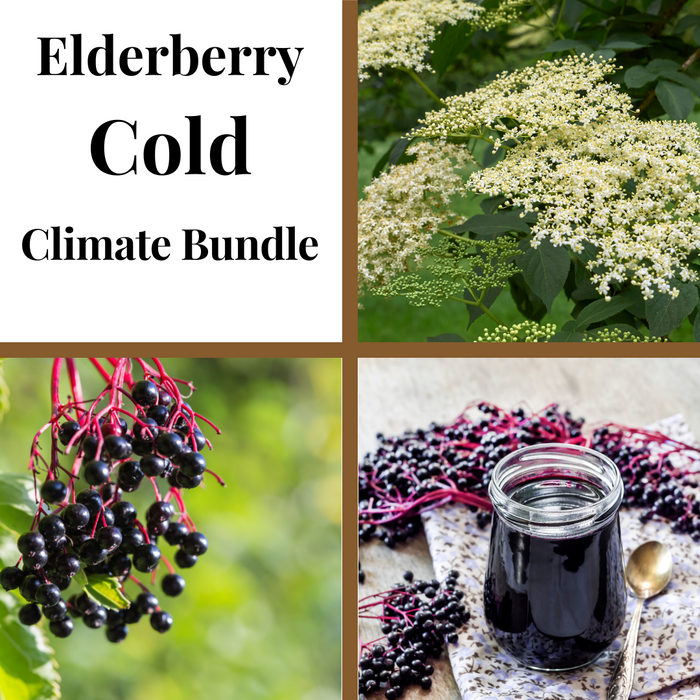 Elderberry Cold Climate Bundle featuring elderflowers, ripe elderberries, and elderberry syrup.
