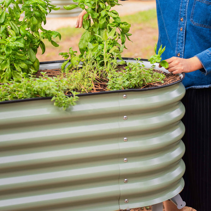 Person harvesting fresh basil, oregano, and sage from a light green corrugated steel raised garden bed.