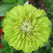 Lime green Zinnia flower, close-up. Features layered petals and a detailed white and yellow center. Garden bloom.