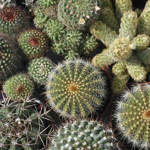Diverse green cactus and succulent collection, featuring spiky plants with white spines, reddish tips, and small flowers.