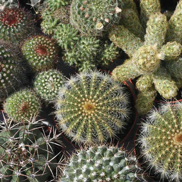 Diverse green cactus and succulent collection, featuring spiky plants with white spines, reddish tips, and small flowers.