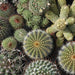 Diverse green cactus and succulent collection, featuring spiky plants with white spines, reddish tips, and small flowers.