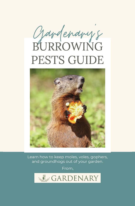 Garden pest groundhog eating bell pepper. Expert guide on how to remove moles, voles, gophers, and groundhogs.