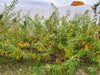Vibrant green and yellowing foliage in front of a large white hoop house, with an orange autumn tree in the distance.