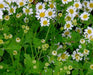 White chamomile flowers with bright yellow centers and delicate green fern-like leaves.