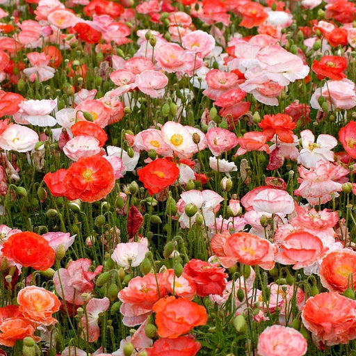 Vibrant red, pink, and white poppies blooming in a lush field. Beautiful spring flower garden.